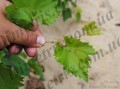 acari-vreditel:colomerus-vitis-1-1.jpg