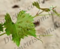 acari-vreditel:colomerus-vitis-1-3.jpg