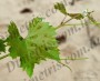 acari-vreditel:colomerus-vitis-1-3.jpg