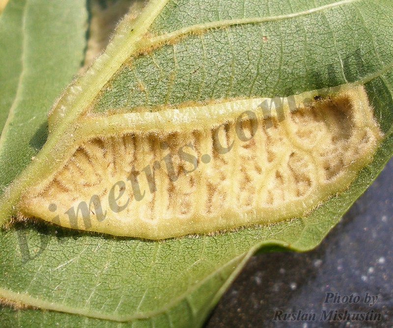 Ореховый войлочный клещ Eriophyes erineus