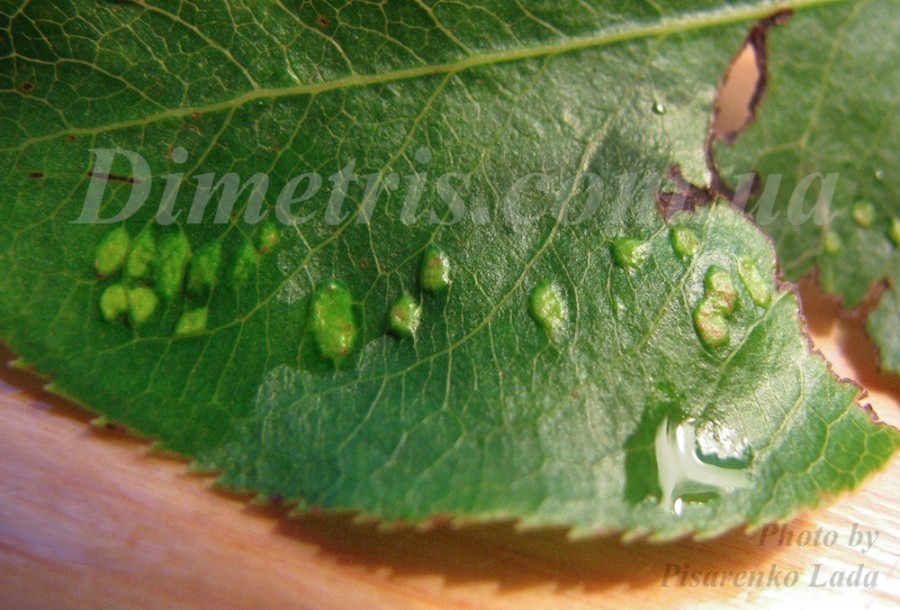 Грушевый галловый клещ Eriophyes pyri