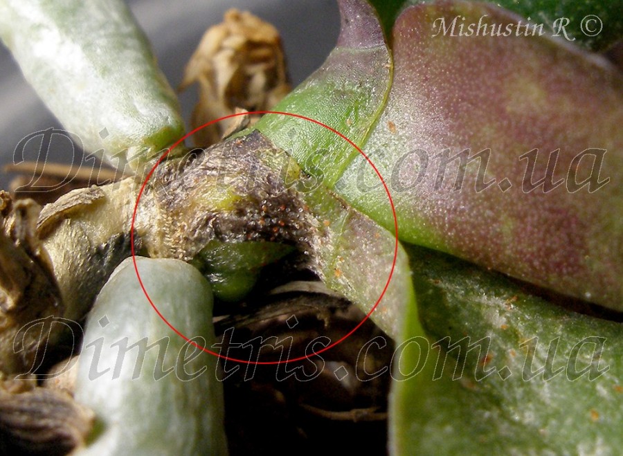 Фаленопсисовый клещ - Tenuipalpus pacificus