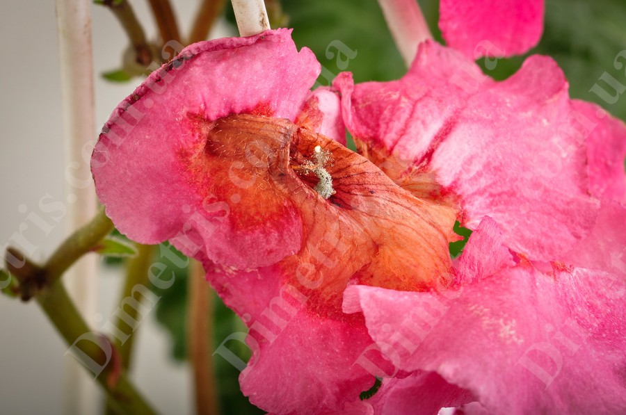 Серая гриль на цветке стрептокарпуса