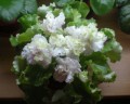 dimetris.com.ua:альбомы:галинка:irish-cream.jpg