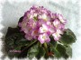 dimetris.com.ua:альбомы:ева:octavia.jpg