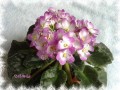 dimetris.com.ua:альбомы:ева:octavia.jpg