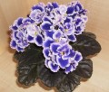 dimetris.com.ua:альбомы:елена555:rhapsodie_cora.jpg