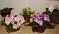 dimetris.com.ua:альбомы:елена555:rousie_ruffles.jpg