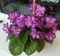dimetris.com.ua:альбомы:елена555:sparckle_plenty.jpg