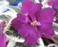 dimetris.com.ua:альбомы:жилина_светлана:blackberry_jam.jpg