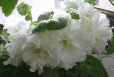 dimetris.com.ua:альбомы:жилина_светлана:lemon_kisses.jpg