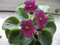 dimetris.com.ua:альбомы:жилина_светлана:midnight_plum.jpg