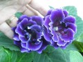 dimetris.com.ua:альбомы:жилина_светлана:midnight_purple.jpg
