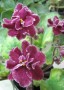dimetris.com.ua:альбомы:жилина_светлана:sparkleberry.jpg