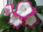 dimetris.com.ua:альбомы:жилина_светлана:zuza_pink.jpg