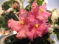 dimetris.com.ua:альбомы:иринка:buckeye_inspiration_pink.jpg
