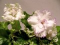 dimetris.com.ua:альбомы:иринка:carallils_spirit_dancer.jpg