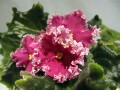 dimetris.com.ua:альбомы:иринка:golden_rubies.jpg