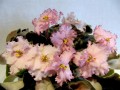 dimetris.com.ua:альбомы:иринка:pink_jade.jpg