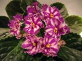 dimetris.com.ua:альбомы:иринка:suncoast_peppermint_kathy.jpg