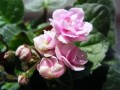 dimetris.com.ua:альбомы:ириша:dresden_doll.jpg