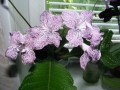 dimetris.com.ua:альбомы:ириша:hototogisu.jpg