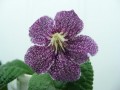 dimetris.com.ua:альбомы:ириша:snowkist_strawberry_fizz.jpg