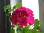dimetris.com.ua:альбомы:куки:герань_розовая.jpg