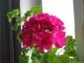 dimetris.com.ua:альбомы:куки:герань_розовая.jpg