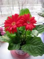 dimetris.com.ua:альбомы:куки:гербера_джеймсона.jpg