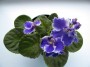 dimetris.com.ua:альбомы:куки:ле-есения.jpg