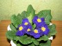 dimetris.com.ua:альбомы:куки:примула.jpg