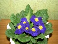 dimetris.com.ua:альбомы:куки:примула.jpg