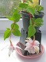 dimetris.com.ua:альбомы:куки:фуксия_бледно-розовая.jpg