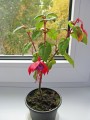dimetris.com.ua:альбомы:куки:фуксия_розово-фиолетовая_1.jpg
