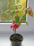 dimetris.com.ua:альбомы:куки:фуксия_розово-фиолетовая_1.jpg