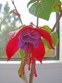 dimetris.com.ua:альбомы:куки:фуксия_розово-фиолетовая_2.jpg