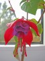 dimetris.com.ua:альбомы:куки:фуксия_розово-фиолетовая_2.jpg