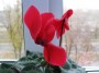 dimetris.com.ua:альбомы:куки:цикламен_1.jpg