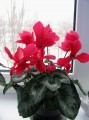 dimetris.com.ua:альбомы:куки:цикламен_2.jpg