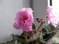 dimetris.com.ua:альбомы:куки:aloha_orchid.jpg