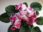 dimetris.com.ua:альбомы:куки:crimson_ice.jpg