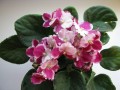 dimetris.com.ua:альбомы:куки:crimson_ice.jpg