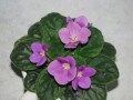 dimetris.com.ua:альбомы:куки:valeska_red.jpg