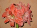 dimetris.com.ua:альбомы:лариса:дансинг_куин.jpg