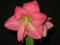 dimetris.com.ua:альбомы:лариса:susan.jpg