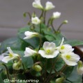 dimetris.com.ua:альбомы:лора:chantaspring.jpg