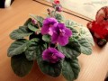 dimetris.com.ua:альбомы:марія:фиалка2.jpg
