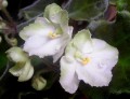 dimetris.com.ua:альбомы:мячик:emerald_love.jpg