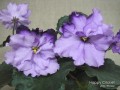 dimetris.com.ua:альбомы:мячик:happy_criket.jpg